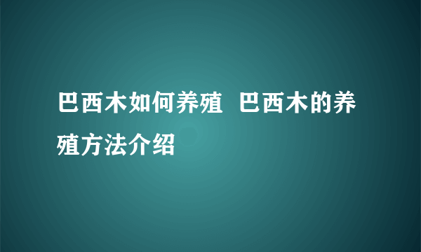 巴西木如何养殖  巴西木的养殖方法介绍