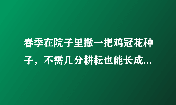 春季在院子里撒一把鸡冠花种子，不需几分耕耘也能长成一片花海