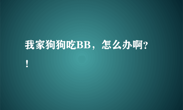 我家狗狗吃BB，怎么办啊？！