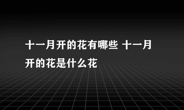 十一月开的花有哪些 十一月开的花是什么花