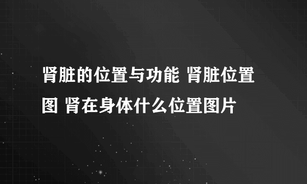 肾脏的位置与功能 肾脏位置图 肾在身体什么位置图片