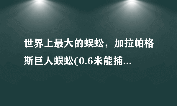 世界上最大的蜈蚣，加拉帕格斯巨人蜈蚣(0.6米能捕鸟抓蛇)