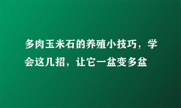 多肉玉米石的养殖小技巧，学会这几招，让它一盆变多盆