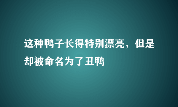 这种鸭子长得特别漂亮，但是却被命名为了丑鸭