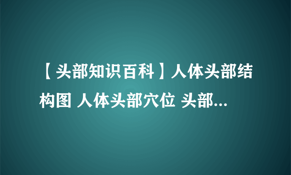 【头部知识百科】人体头部结构图 人体头部穴位 头部按摩手法