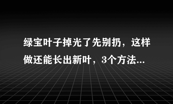 绿宝叶子掉光了先别扔，这样做还能长出新叶，3个方法避开叶斑病