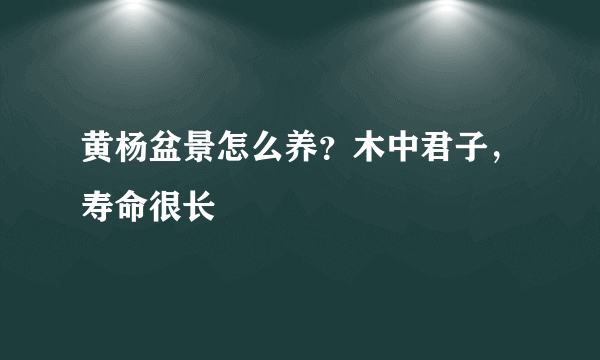 黄杨盆景怎么养？木中君子，寿命很长