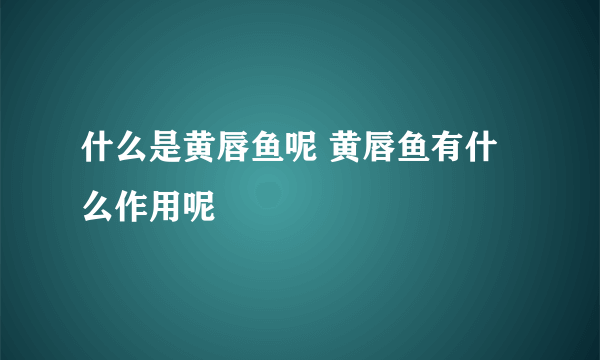 什么是黄唇鱼呢 黄唇鱼有什么作用呢