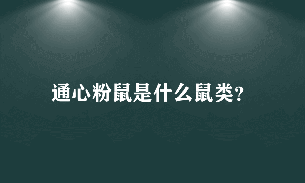 通心粉鼠是什么鼠类？