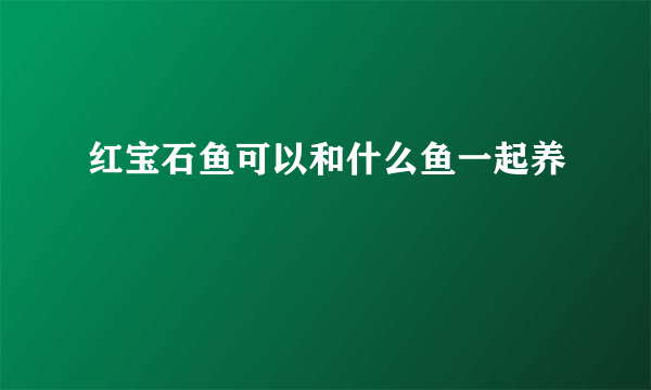 红宝石鱼可以和什么鱼一起养