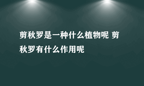 剪秋罗是一种什么植物呢 剪秋罗有什么作用呢