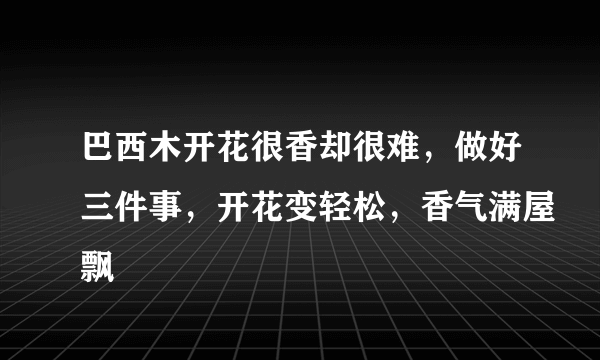 巴西木开花很香却很难，做好三件事，开花变轻松，香气满屋飘