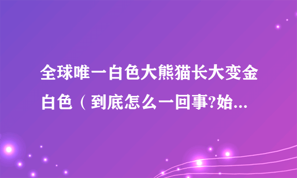 全球唯一白色大熊猫长大变金白色（到底怎么一回事?始末回顾）