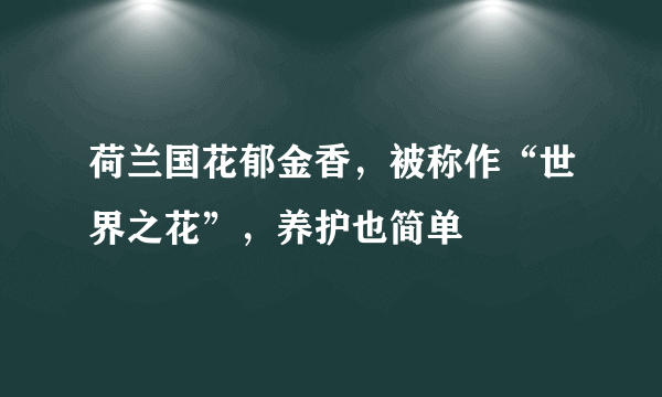 荷兰国花郁金香，被称作“世界之花”，养护也简单