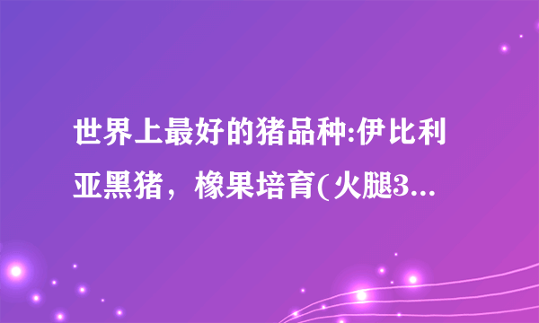 世界上最好的猪品种:伊比利亚黑猪，橡果培育(火腿3.1万)