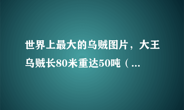 世界上最大的乌贼图片，大王乌贼长80米重达50吨（常与鲸鱼搏斗）