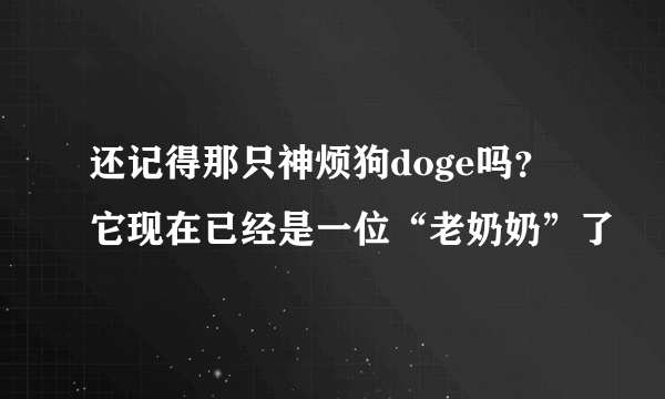 还记得那只神烦狗doge吗？它现在已经是一位“老奶奶”了