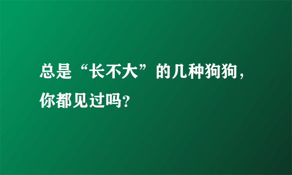 总是“长不大”的几种狗狗，你都见过吗？