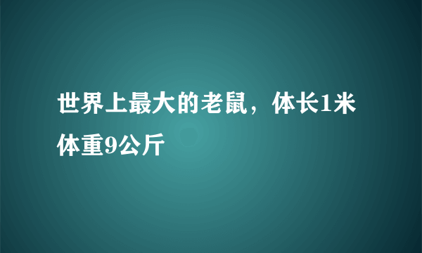 世界上最大的老鼠，体长1米体重9公斤