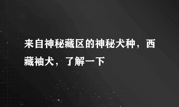 来自神秘藏区的神秘犬种，西藏袖犬，了解一下