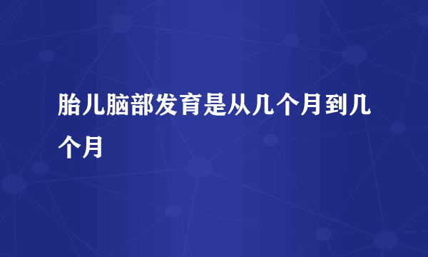 胎儿脑部发育是从几个月到几个月