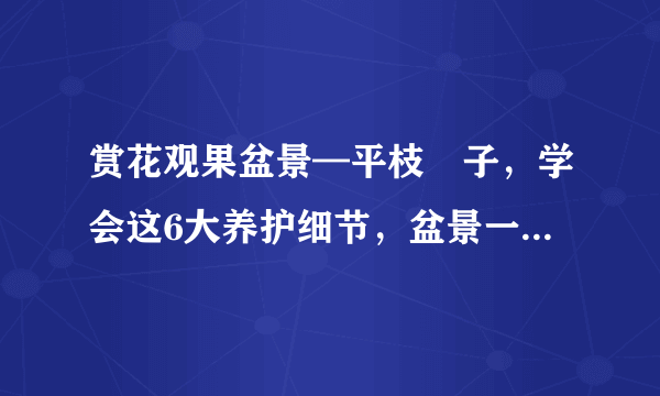 赏花观果盆景—平枝栒子，学会这6大养护细节，盆景一直春花烂漫