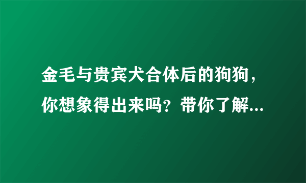 金毛与贵宾犬合体后的狗狗，你想象得出来吗？带你了解金德利犬