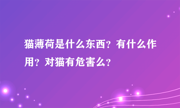 猫薄荷是什么东西？有什么作用？对猫有危害么？