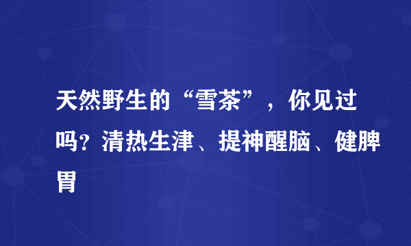 天然野生的“雪茶”，你见过吗？清热生津、提神醒脑、健脾胃