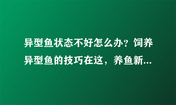 异型鱼状态不好怎么办？饲养异型鱼的技巧在这，养鱼新手请收藏