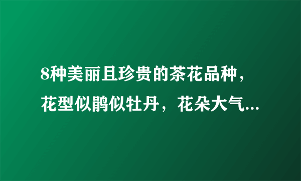 8种美丽且珍贵的茶花品种，花型似鹃似牡丹，花朵大气又端庄！