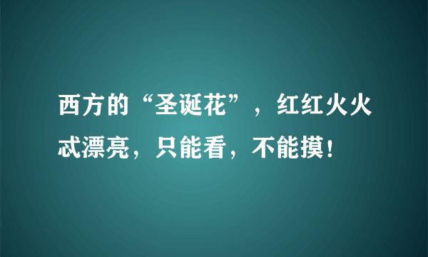 西方的“圣诞花”，红红火火忒漂亮，只能看，不能摸！