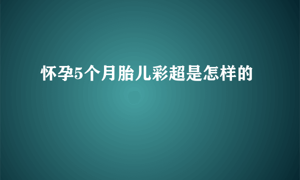 怀孕5个月胎儿彩超是怎样的