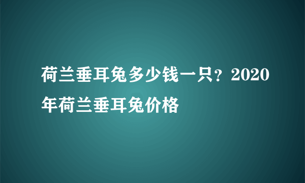 荷兰垂耳兔多少钱一只？2020年荷兰垂耳兔价格