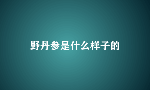 野丹参是什么样子的