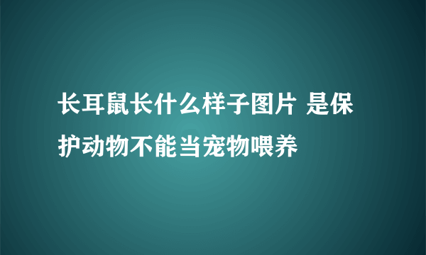 长耳鼠长什么样子图片 是保护动物不能当宠物喂养