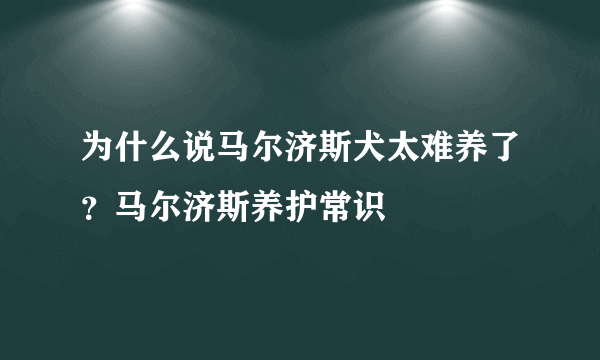 为什么说马尔济斯犬太难养了？马尔济斯养护常识