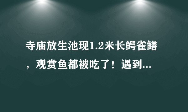 寺庙放生池现1.2米长鳄雀鳝，观赏鱼都被吃了！遇到鳄雀鳝该怎么做？