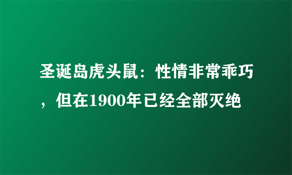 圣诞岛虎头鼠：性情非常乖巧，但在1900年已经全部灭绝