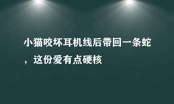 小猫咬坏耳机线后带回一条蛇，这份爱有点硬核