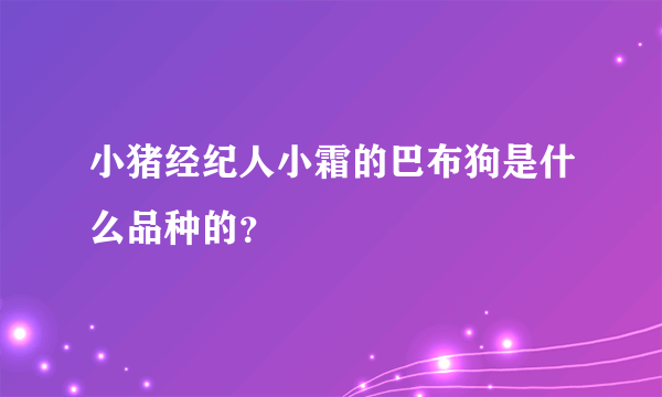 小猪经纪人小霜的巴布狗是什么品种的？